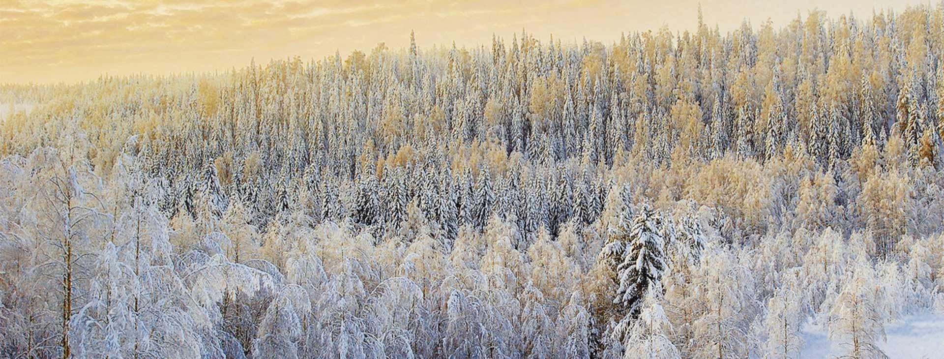 Laponia - Białe szaleństwo