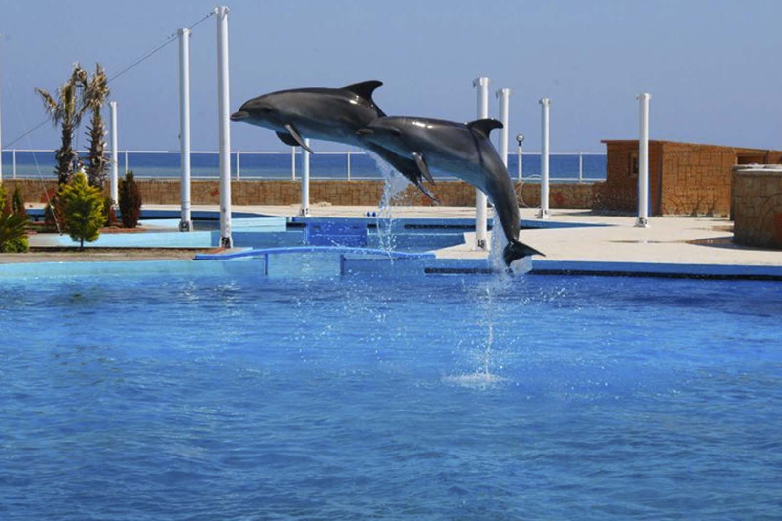 Delfinarium Sealanya w Alanya