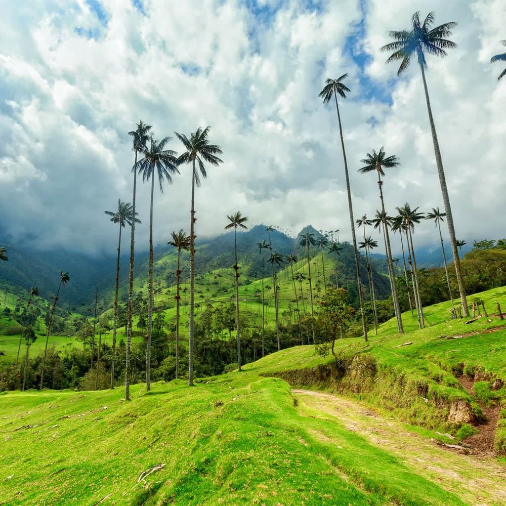 Palmy woskowe w Dolinie Cocora